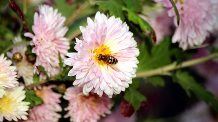 Flower and bee
