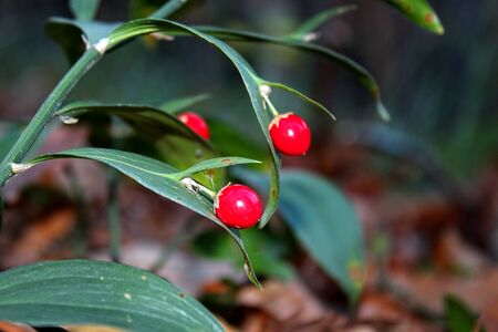 Forest fruitの写真素材