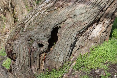 Old treeの写真素材