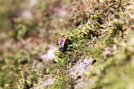 Bug at grassの写真素材
