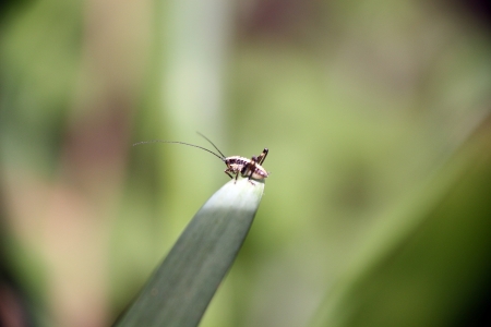 Small insectの写真素材