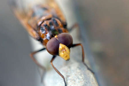 Big insect