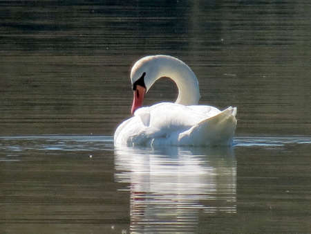 Swanの写真素材