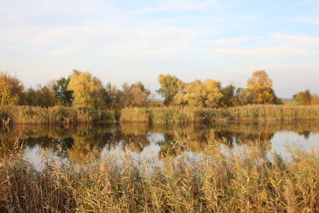 Trees and riverの写真素材