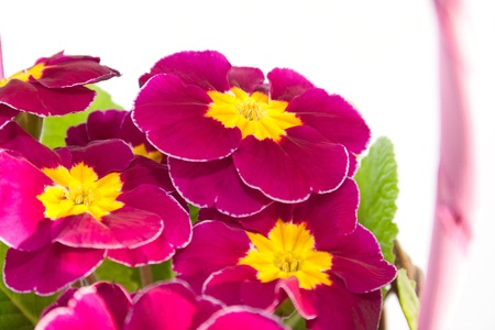 The primrose bouquet in the wicker basket close-upの写真素材