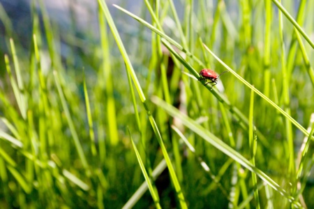Red beetle balancing on the  juicy green grassの写真素材