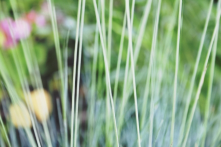 Unfocused background made by grey garden grassの写真素材