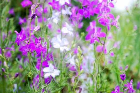 Violet and white flowers on the field close upの写真素材