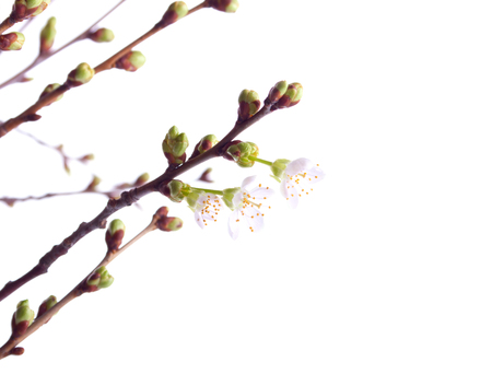 Brand new blooming cherry branches isolated on the white backgroundの写真素材