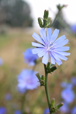 Single chicory flower blossoming on the fieldの写真素材