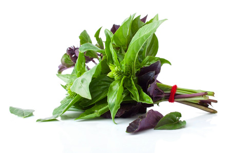 The Green and Purple Basil in a Bundleの写真素材