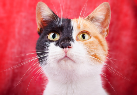 Amusing and Funny Calico Cat Gazing Attentivelyの写真素材