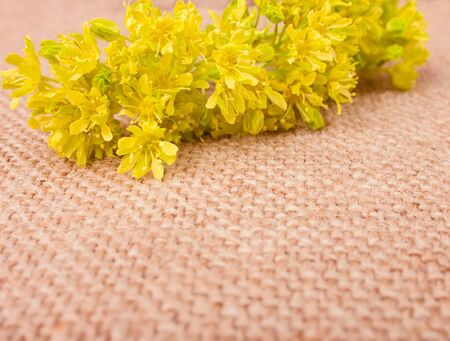 Fragile Spring Yellow Flowers on the Sackcloth, Close Upの写真素材