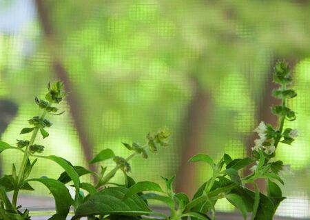 Healthy Eating Lemon Basil Growing on the Windowsillの写真素材