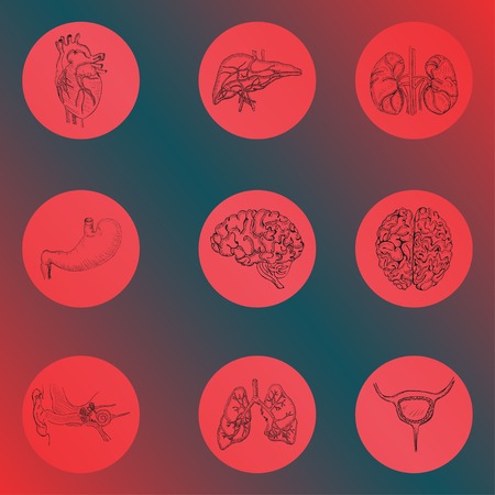 Handdrawn Human Organs on Gradient Backgroundのイラスト素材