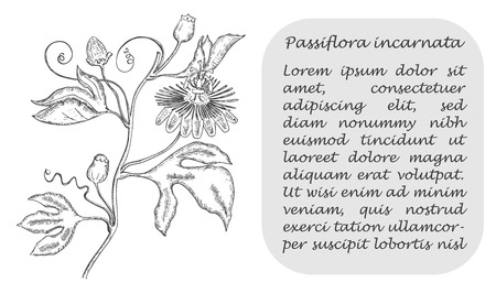 Banner with Black Branch of Purple Passionflower. Square Substrate with Place for Description. Herbal with Latin Name Passiflora Incarnata. Sketch Style Vector. Sedative Herbal Medicine Component.のイラスト素材