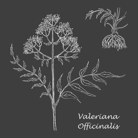 White Chalk Hand Drawn Branch Valerian with Rootsのイラスト素材