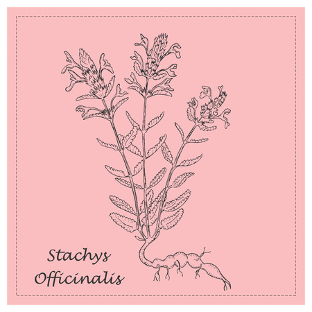 Hand Drawn Black Branch of Purple Passionflower Placed on the Square Substrate with Dotted Frame. Herbal with Latin Name Passiflora Incarnata. Herbal Medicine Industry Component.のイラスト素材