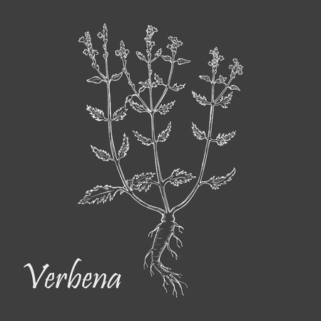 Hand Drawn Bush of Verbena or Vervain made as Painted with White Chalk on the Blackboard. Sketch Style Vector Illustration. Leaflet, Flyer, Banner for Herbal Medicine, Cosmetology, Food Industry.のイラスト素材