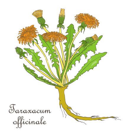Hand Drawn Colored Bush of Blossoming Dandelion Isolated on White Background. Herbal with Latin Name Taraxacum officinale. Sketch Style Vector Illustration. Herbal Medicine and Food Industry Component.のイラスト素材