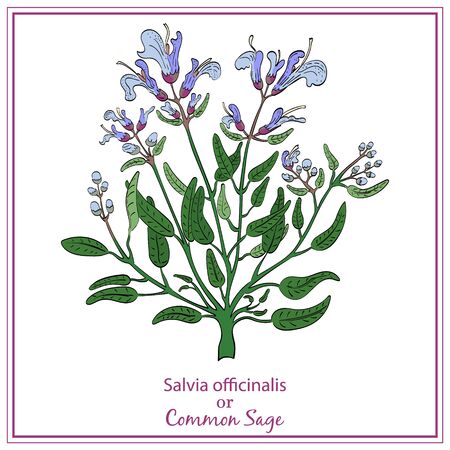 Hand Drawn Colored Bush of Blossoming Sage Isolated on White Background with Frame. Herbal with Latin Name Salvia officinalis. Herbal Medicine and Food Industry Component.のイラスト素材