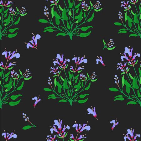 Seamless Pattern with Common Sage and its Partsの写真素材