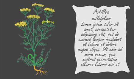 Banner with Colored Bush of Common Yarrowの写真素材