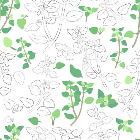 Seamless Pattern with Colored and Outlined Oregano Leaves and Twigs. Oregano branches and Leaves Isolated on White Backdrop.のイラスト素材