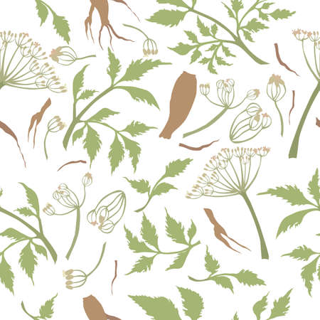 Seamless Pattern with Colored Angelica sinensis Parts. Twigs, Umbels, Leaves and Roots Placed Chaotically on White Backdrop. Ideal for Magazine, Recipe book, Poster, Card, Menu cover etc.のイラスト素材
