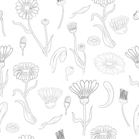 Seamless Pattern made of Calendula Branches, Flowers and leaves. Hand Drawn, Contour only Marigold Isolated on White Background. Ideal for Magazine, Recipe book, Poster, Cards, Menu cover etc.のイラスト素材