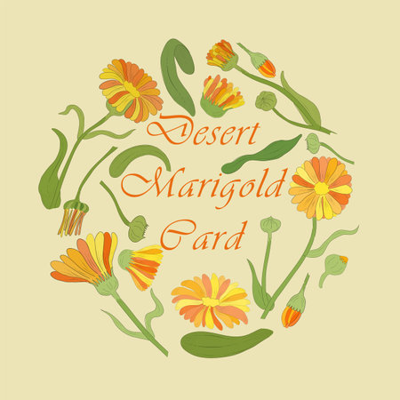 Tagetes Multicolor Parts Making Circle Composition. Hand Drawn Colored Marigold Parts with Contour Neatly Arranged withing the Circle. Illustration for Traditional Medicine Products, Labels, Posters.のイラスト素材