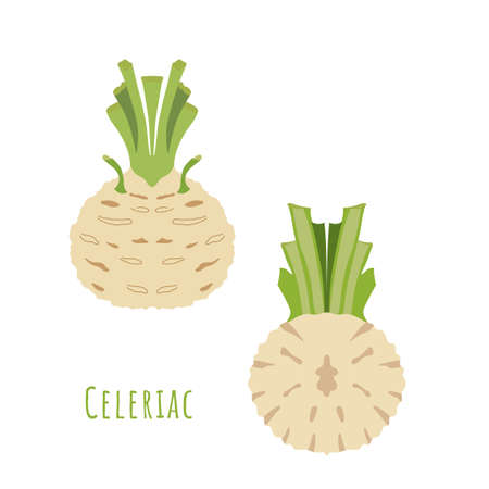 Whole Celeriac and its Half isolated on white, made in flat style. No outlined Symmetrical shapes filled with color only. Colorful vector illustration for product design, web and print usage.のイラスト素材