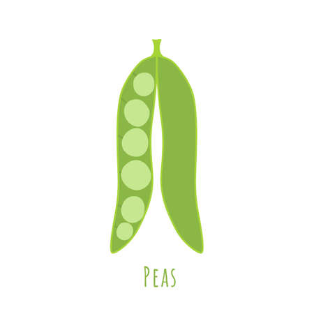 One Single pea seed-pod isolated on white, made in flat style. No outlined Symmetrical shape filled with color only. Colorful vector illustration for product design, web and print usage.のイラスト素材