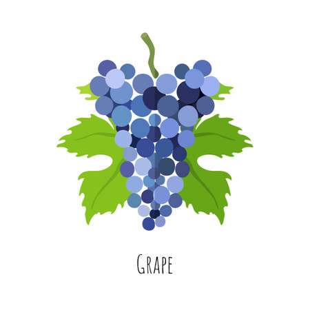 Bunch of a blue grape with green leaves. Flat style vector illustration. Symmetrical shape with shadow.のイラスト素材