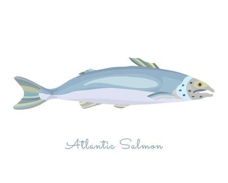 One Isolated Salmon fish made in flat style. Colored Salmon without outlines, with light glare and shadows. Fresh fish, product, healthy protein sea food with high level of Omega 3 acids.のイラスト素材
