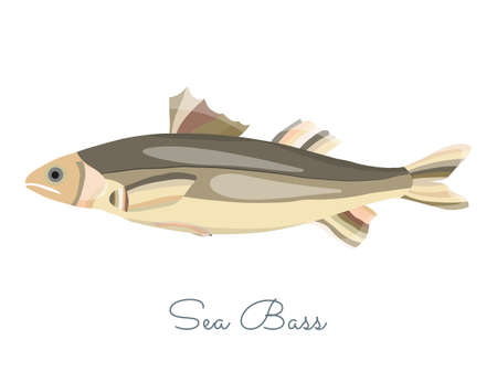 One Isolated Sea Bass fish made in flat style. Colored Sea Bass without outlines, with light glare and shadows. Fresh fish, seafood product, healthy source of protein and other nutrients.のイラスト素材