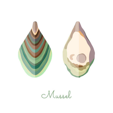 Open Mussel shells made in flat style. Colored Mussel without outlines, with geometrical shadows. Fresh mollusk, seafood product, source of healthy proteinのイラスト素材