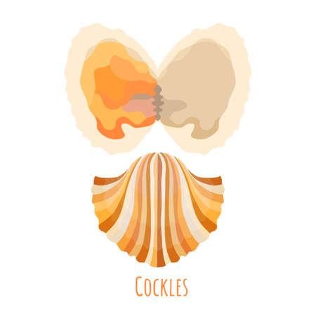 Cockles shells in flat style isolated on whiteのイラスト素材