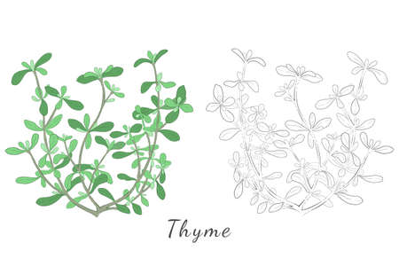 Two Hand Drawn Picture of Thyme or Thymus Vulgaris with Color Fill and contour and with Outlines only. Ideal for Magazine, Recipe book, Poster, Cards, Menu cover, any Advertising.のイラスト素材