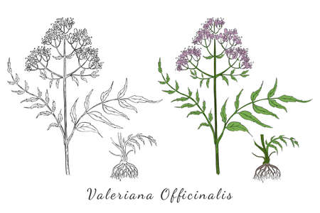 Two Hand Drawn Branch of Valerian with Root made with color and without. Herbal with Latin Name Valeriana Officinalis isolated on white. Herbal Medicine Component with Wide Range of Application.のイラスト素材