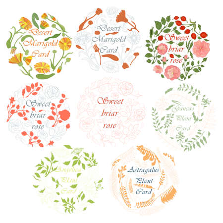Herbals Multicolor Parts Making Circle Composition. Hand Drawn Colored herbal Parts with Contour Neatly Arranged withing the Circle. Illustration for Traditional Medicine Products, Labels, Posters.のイラスト素材