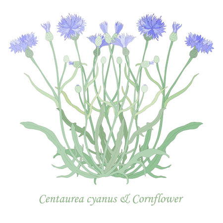 Hand drawn Cornflower or Centaurea cyanus isolated. Vibrant Cornflower with color fill and thin outlines. Ideal for Magazine, Recipe book, Poster, Cards, Menu cover, any Advertising.のイラスト素材