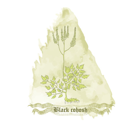 Composition with Contoured Actaea racemosa , filled with Green color. Fairy Candle placed on the Watercolor Spot. Hand drawn vintage ribbon with the title.のイラスト素材