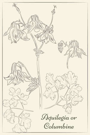 A set of Aquilegia flowers, leaves and budsのイラスト素材