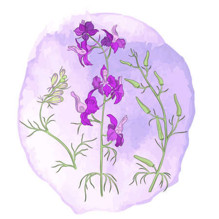 Vector with Field Larkspur and Watercolor Spotsのイラスト素材