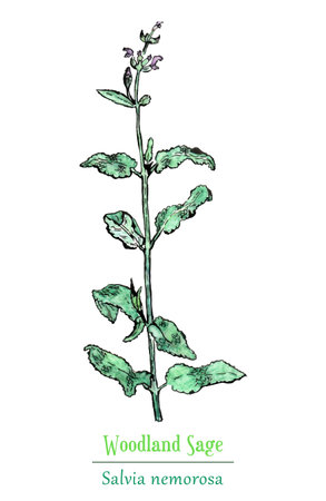 Herbal plant hand-drawn with watercolor and inkのイラスト素材