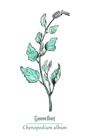 Herbal plant hand-drawn with watercolor and inのイラスト素材
