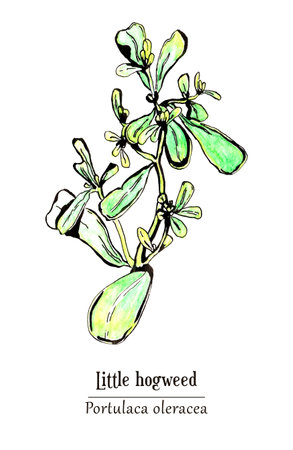 Herbal plant hand-drawn with watercolor and inkのイラスト素材