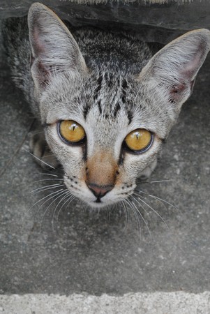 Catの写真素材