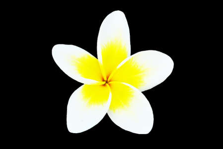 The beautiful flower is on the black backgroundの写真素材